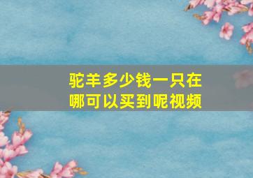 驼羊多少钱一只在哪可以买到呢视频