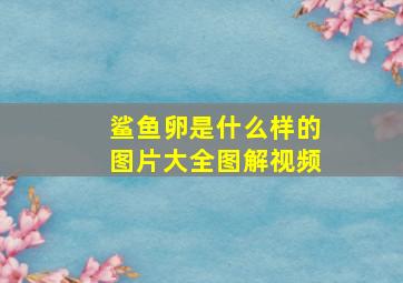 鲨鱼卵是什么样的图片大全图解视频