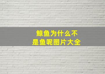 鲸鱼为什么不是鱼呢图片大全