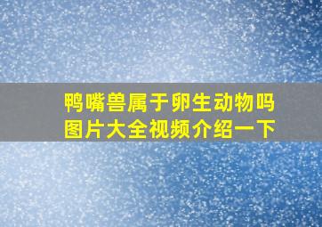 鸭嘴兽属于卵生动物吗图片大全视频介绍一下