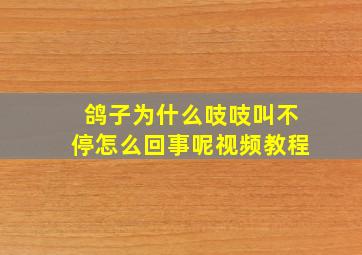 鸽子为什么吱吱叫不停怎么回事呢视频教程