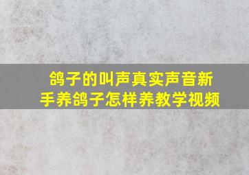 鸽子的叫声真实声音新手养鸽子怎样养教学视频