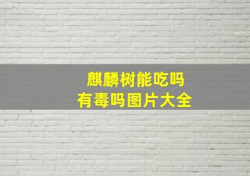 麒麟树能吃吗有毒吗图片大全