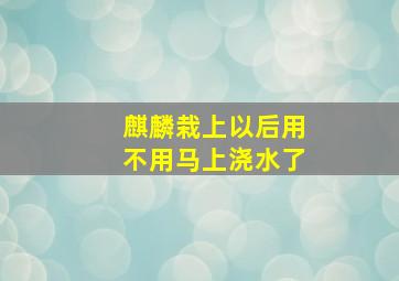 麒麟栽上以后用不用马上浇水了