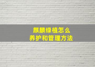 麒麟绿植怎么养护和管理方法