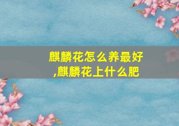 麒麟花怎么养最好,麒麟花上什么肥