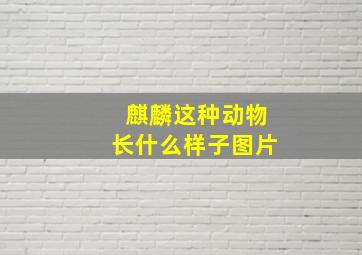 麒麟这种动物长什么样子图片