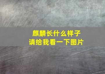 麒麟长什么样子请给我看一下图片