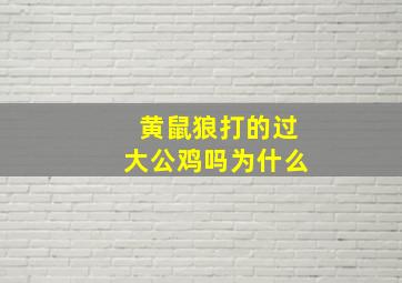 黄鼠狼打的过大公鸡吗为什么