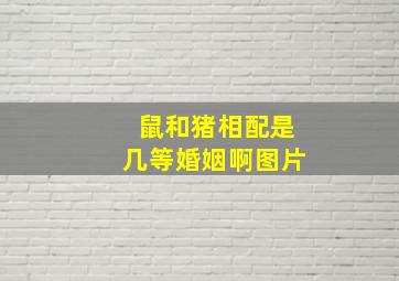 鼠和猪相配是几等婚姻啊图片