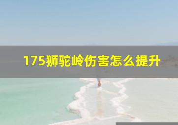 175狮驼岭伤害怎么提升