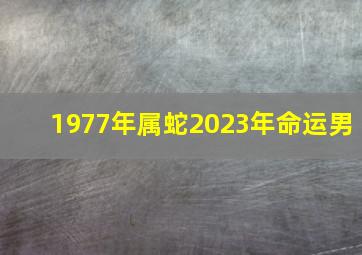 1977年属蛇2023年命运男