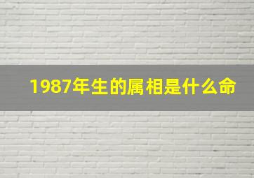 1987年生的属相是什么命