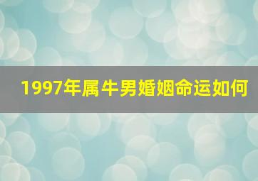 1997年属牛男婚姻命运如何