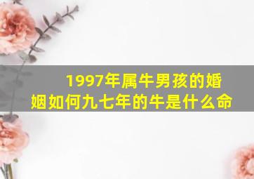 1997年属牛男孩的婚姻如何九七年的牛是什么命