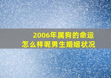 2006年属狗的命运怎么样呢男生婚姻状况