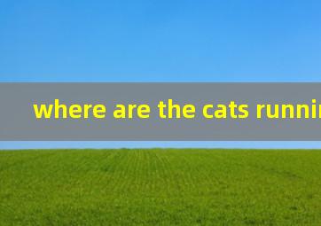 where are the cats running翻译